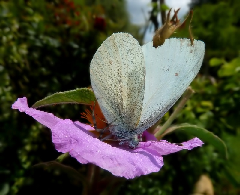 Pieris ergane?????